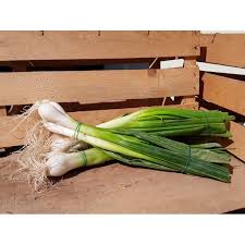 cipollotto bianco