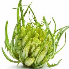 catalogna puntarelle